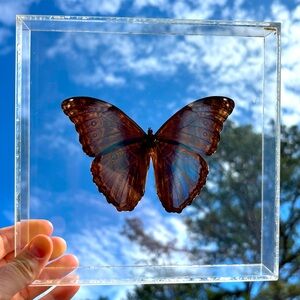 Plexiglass encased butterfly/moth.